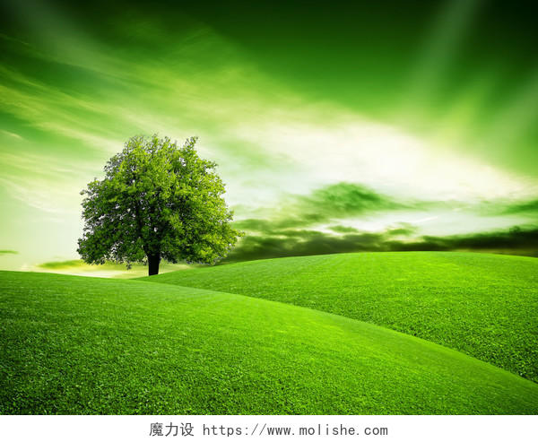 绿色背景绿树大树一棵树绿草地